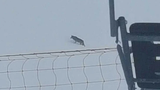 Imagen del lobo atravesando las pistas de esquí Imagen del lobo atravesando las pistas de esquí