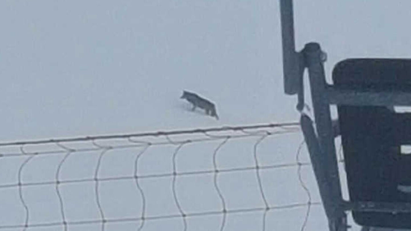 Imagen del lobo atravesando las pistas de esqu&iacute;