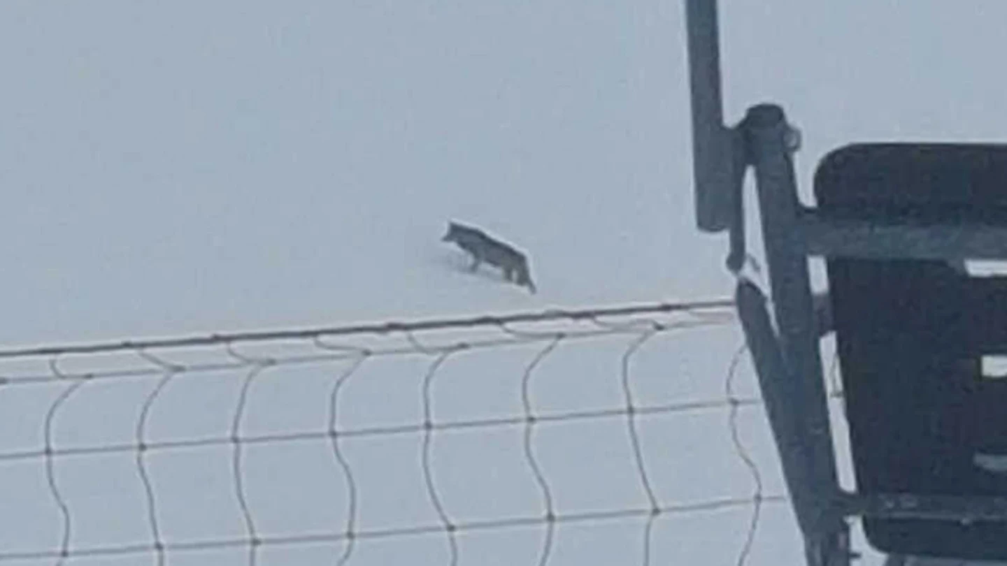 Imagen del lobo atravesando las pistas de esquí Imagen del lobo atravesando las pistas de esquí