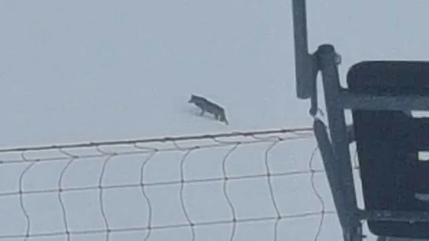 Imagen del lobo atravesando las pistas de esqu&iacute;
