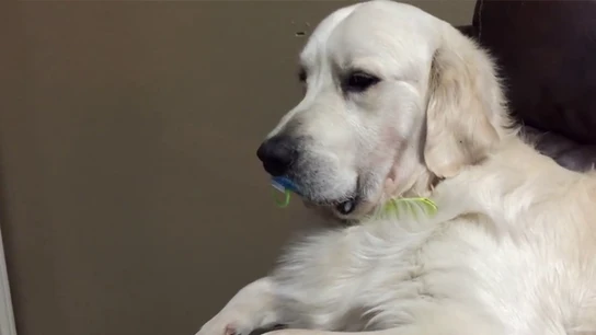 Imagen del perro con el chupete Imagen del perro con el chupete