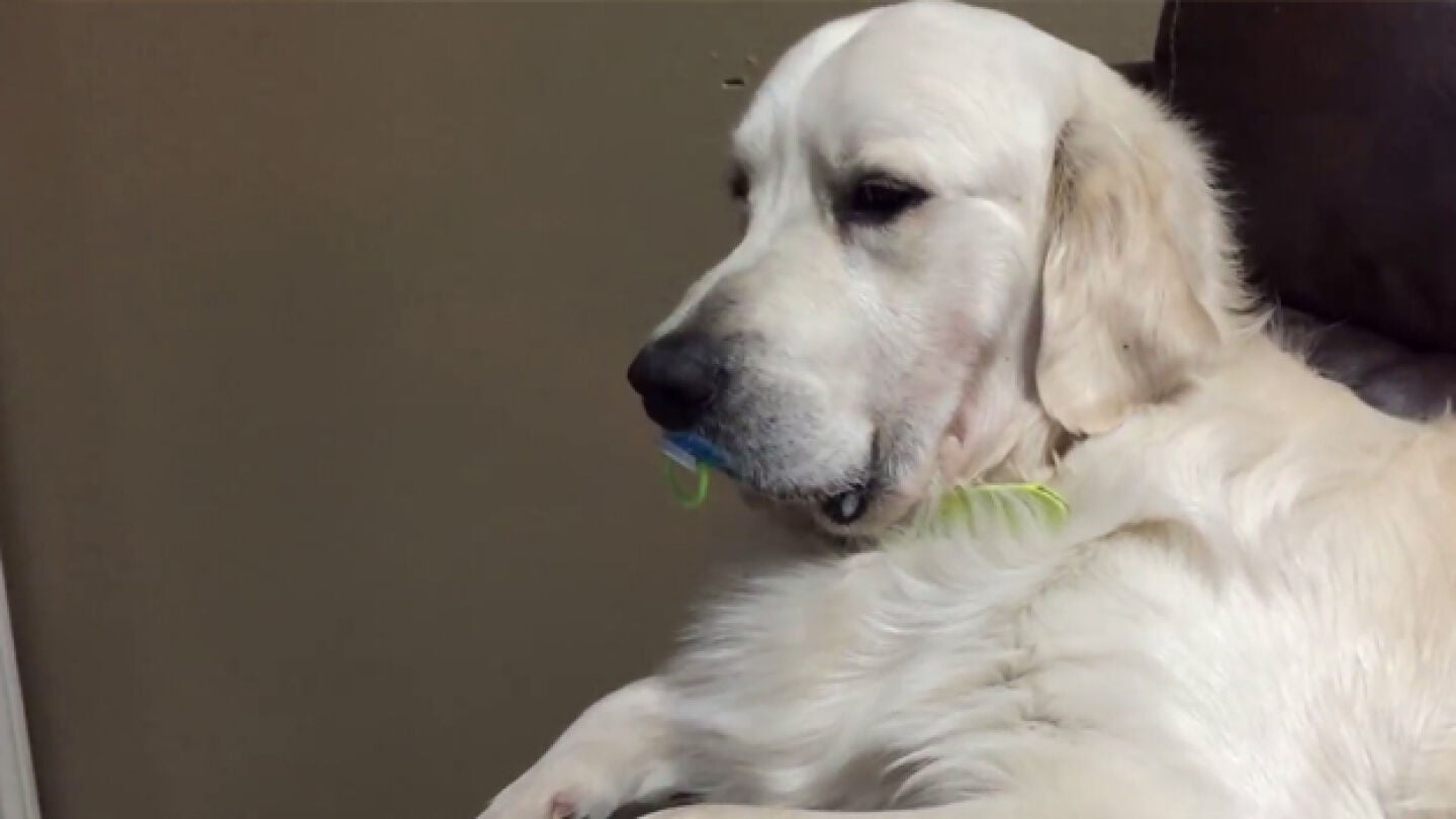 Imagen del perro con el chupete