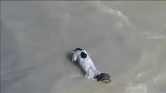 La dura aventura con final feliz de un perro arrastrado por la corriente de un río en Perú La dura aventura con final feliz de un perro arrastrado por la corriente de un río en Perú