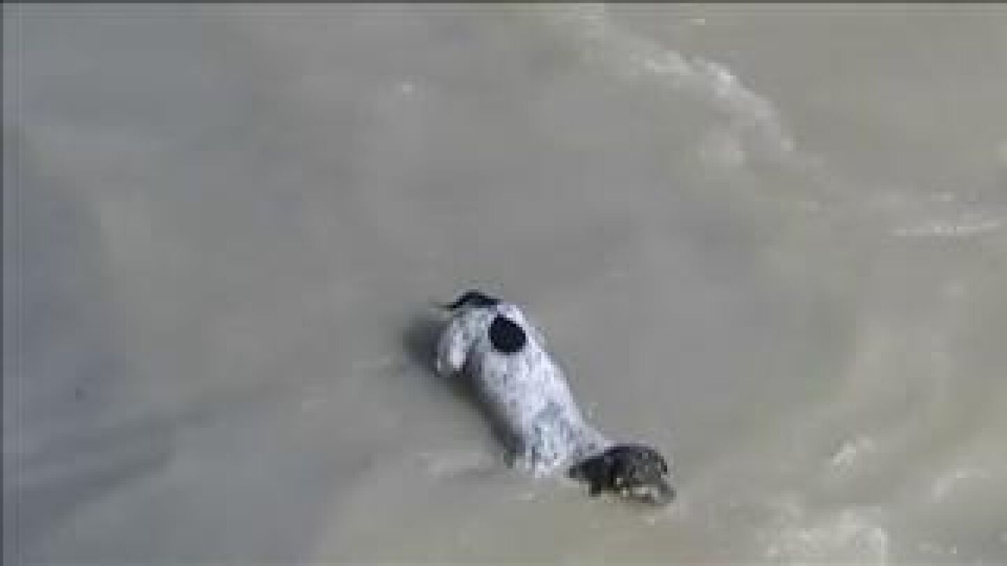 La dura aventura con final feliz de un perro arrastrado por la corriente de un r&iacute;o en Per&uacute;
