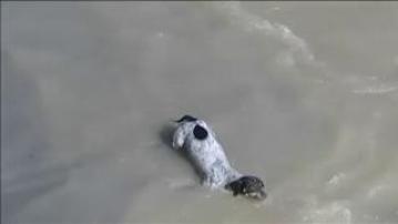 La dura aventura con final feliz de un perro arrastrado por la corriente de un río en Perú