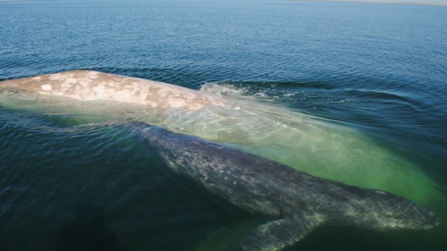Imagen de la ballena albina en M&eacute;xico