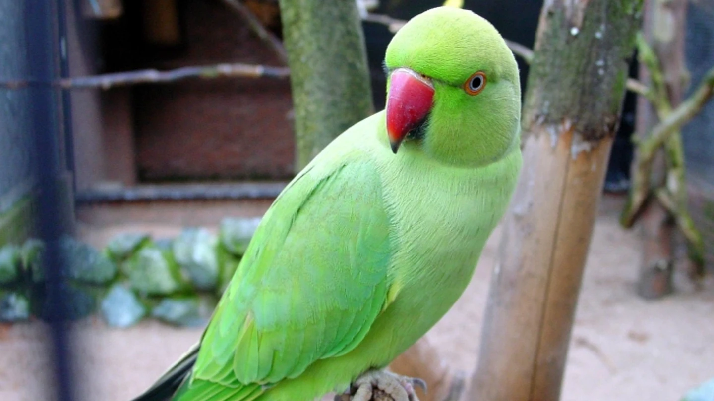 Una especie de loro Una especie de loro