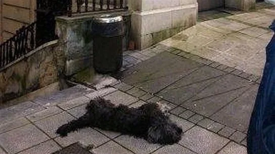 Blas, el perro que murió pateado en la calle en Santander Blas, el perro que murió pateado en la calle en Santander