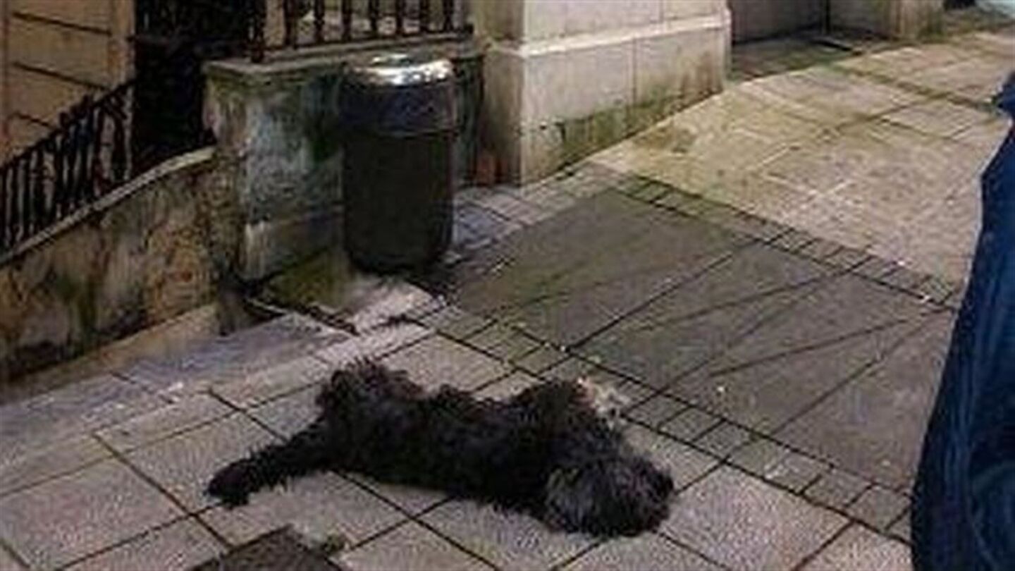 Blas, el perro que muri&oacute; pateado en la calle en Santander