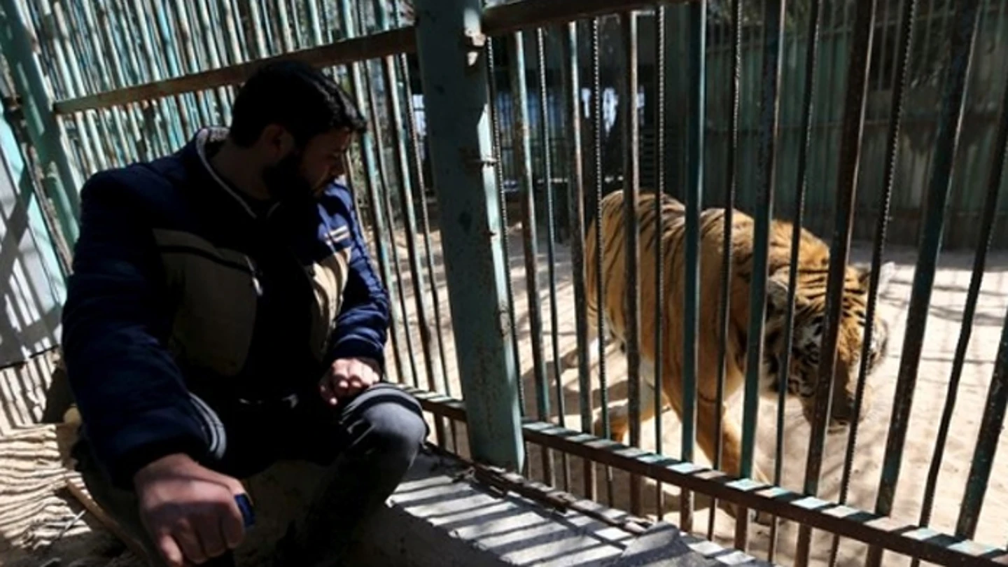 Imagen de uno de los tigres del zoo de Gaza Imagen de uno de los tigres del zoo de Gaza