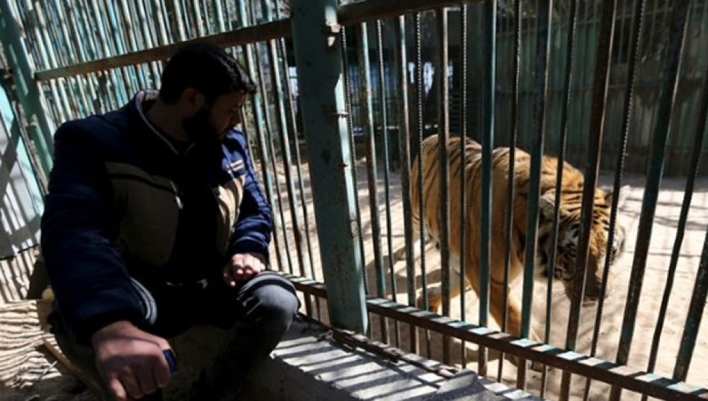 Imagen de uno de los tigres del zoo de Gaza