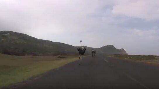 Un avestruz persigue a un grupo de ciclistas
