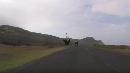 Un avestruz persigue a un grupo de ciclistas Un avestruz persigue a un grupo de ciclistas