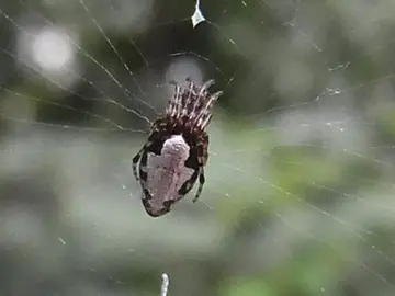 Una araña asesina Una araña asesina