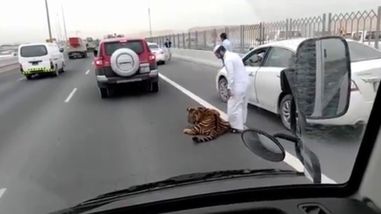 Imagen del tigre en la utopista de Doha