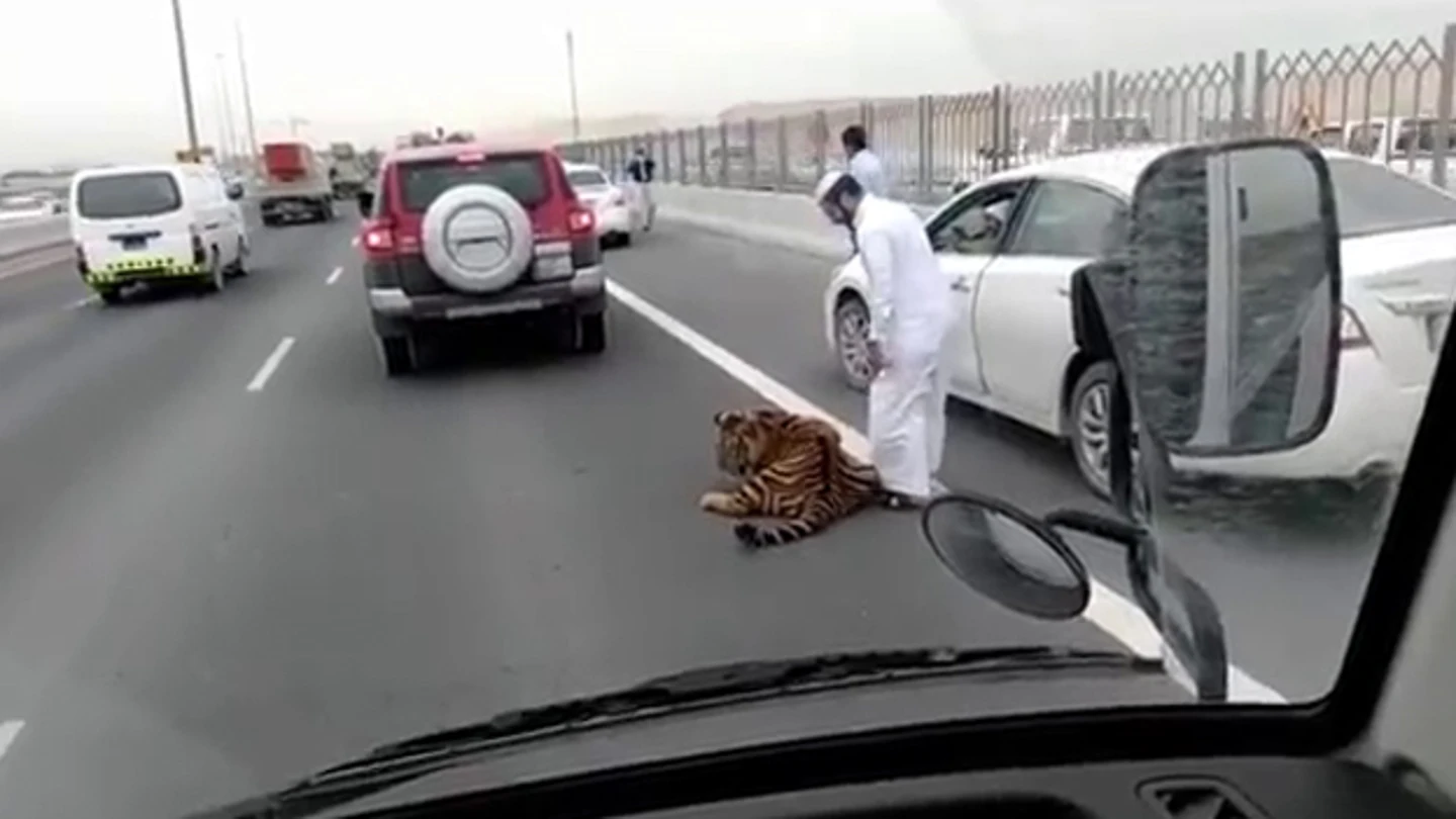 Imagen del tigre en la utopista de Doha Imagen del tigre en la utopista de Doha