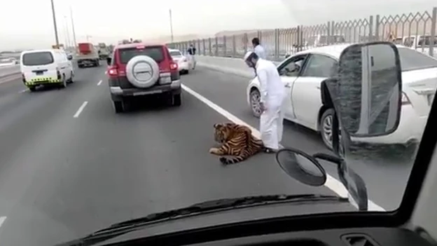 Imagen del tigre en la utopista de Doha