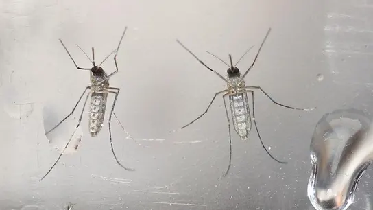 Mosquitos Aedes aegypti fotografiados en un laboratorio. Mosquitos Aedes aegypti fotografiados en un laboratorio.