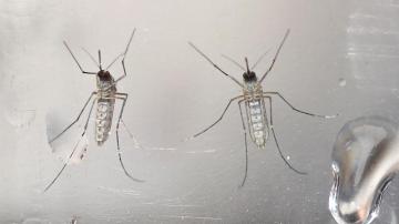 Mosquitos Aedes aegypti fotografiados en un laboratorio.