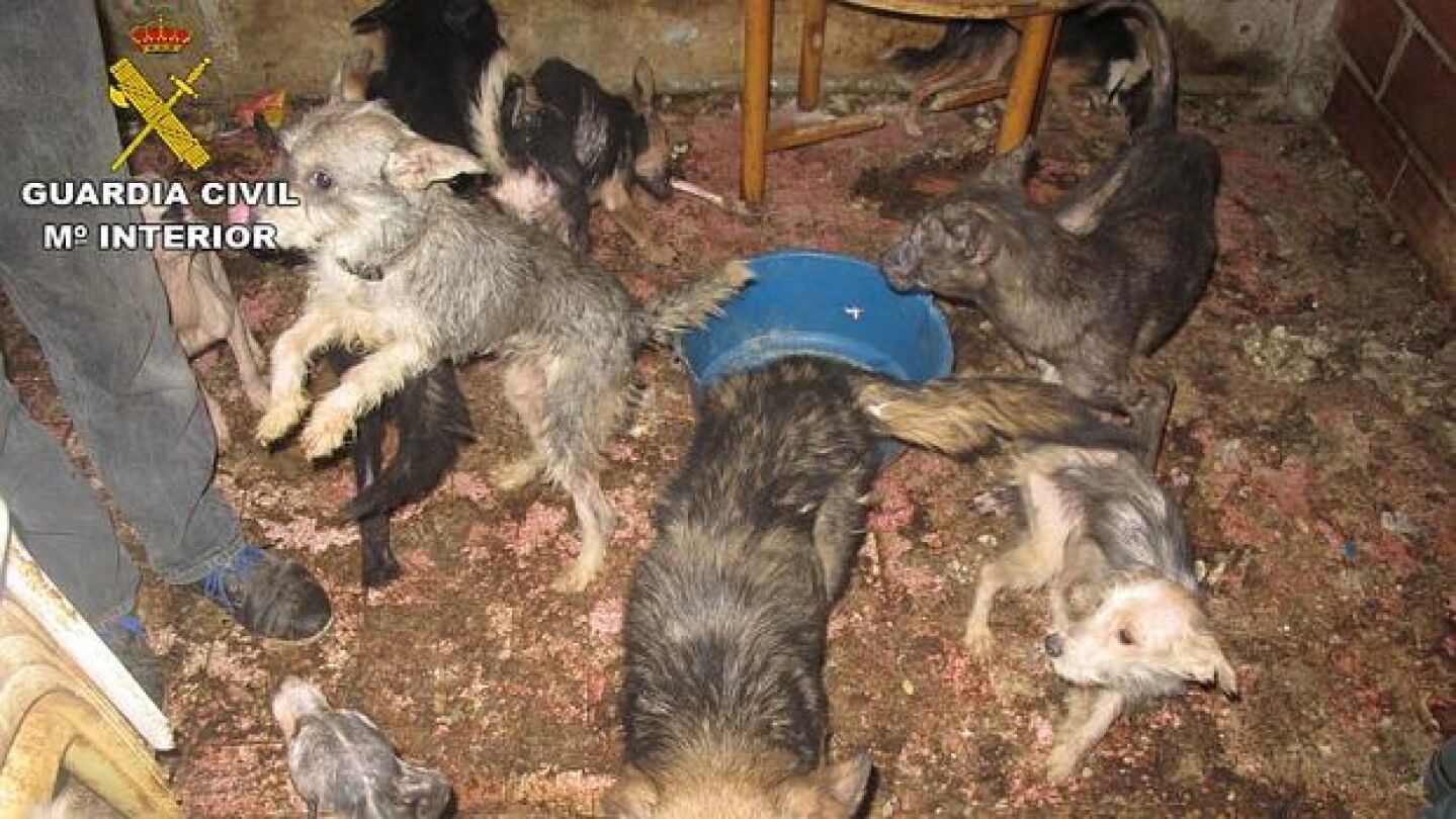 Estado de los perros encontrados por la Guardia Civil