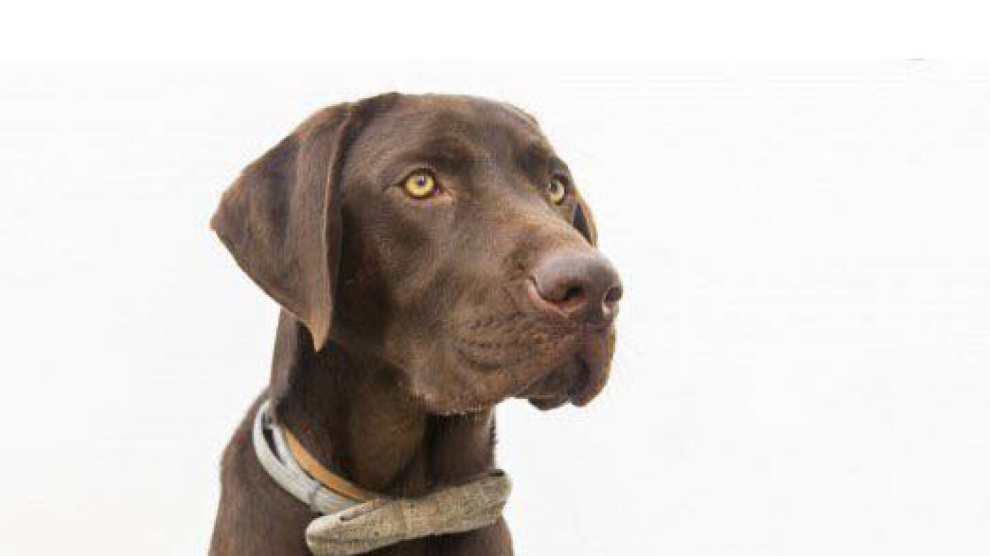 Nanook, el perro labrador que ha avisado del suceso