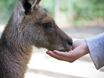 ¿Por qué algunos animales toleran más el contacto humano que otros? ¿Por qué algunos animales toleran más el contacto humano que otros?