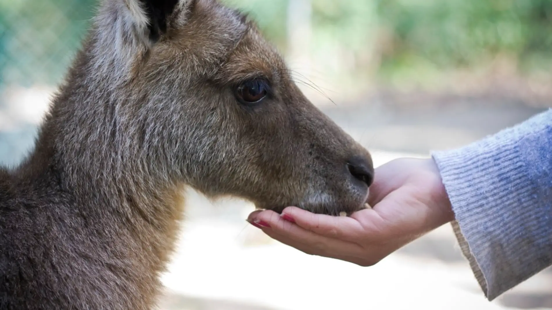 ¿Por qué algunos animales toleran más el contacto humano que otros?