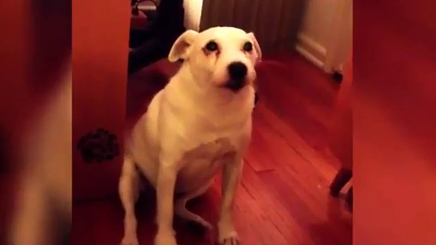 Imagen del perro después de realizar la travesura Imagen del perro después de realizar la travesura