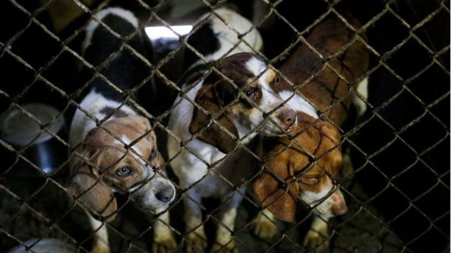 Holanda ha conseguido ser el primer pa&iacute;s sin perros callejeros