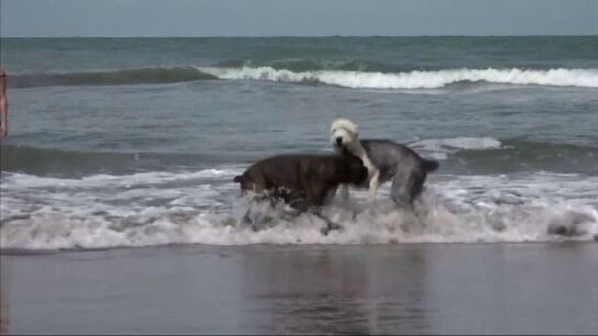 Dos perros juegan en la playa