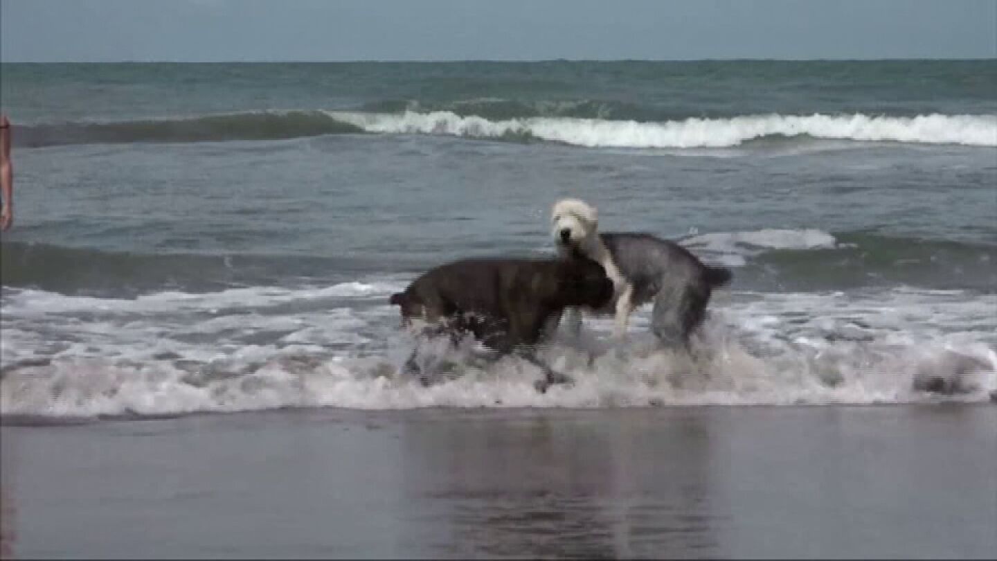 Dos perros juegan en la playa