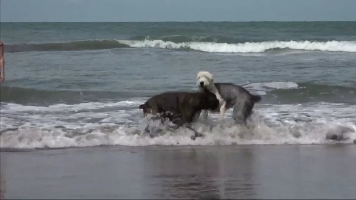 Dos perros juegan en la playa Dos perros juegan en la playa