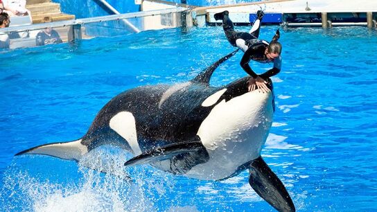 Una orca de SeaWorld durante un espect&aacute;culo