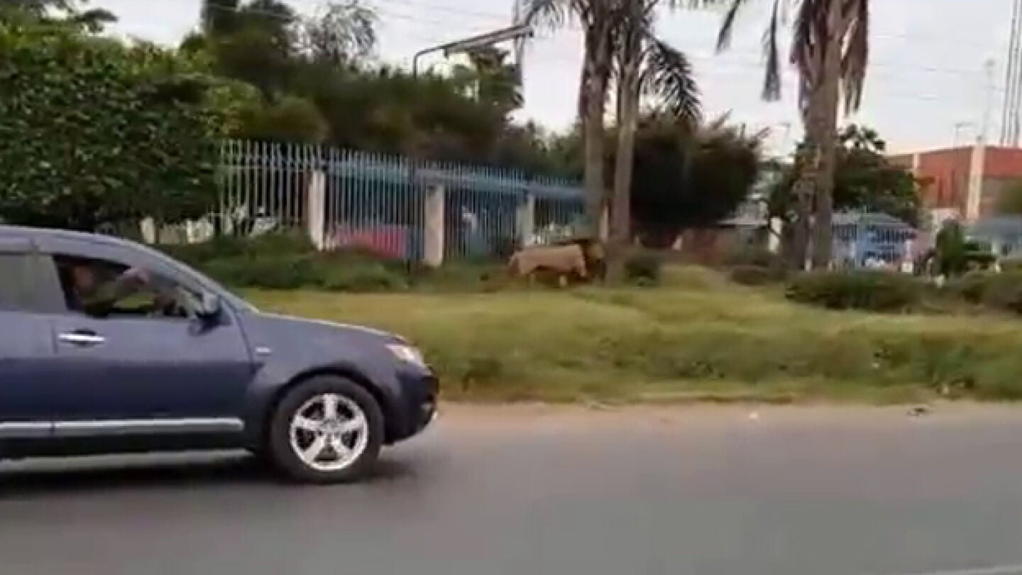Imagen del le&oacute;n paseando por la carrtera