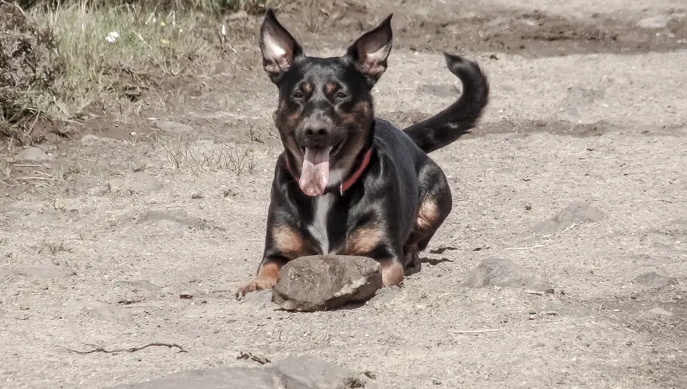 Perro jugando con una piedra