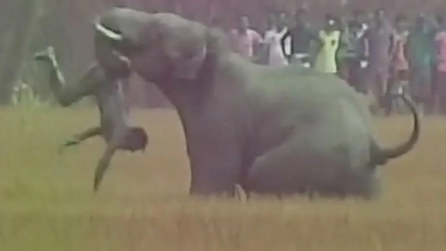 Imagen del elefante atacando al hombre Imagen del elefante atacando al hombre