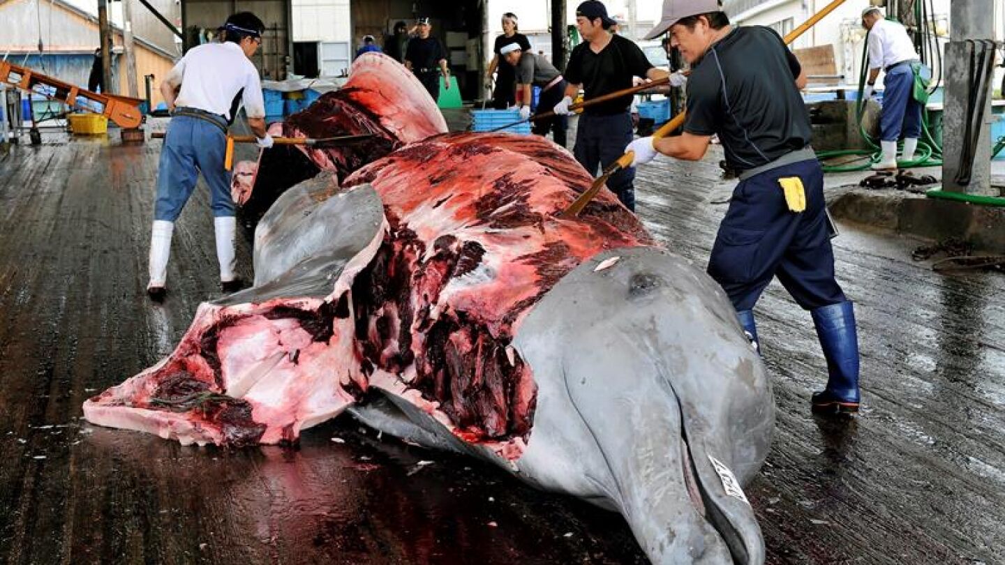 Momento en que retiran la piel a una ballena