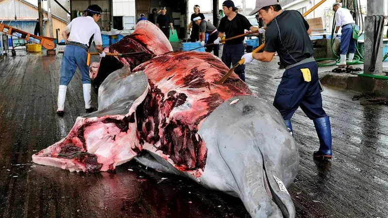 Momento en que retiran la piel a una ballena