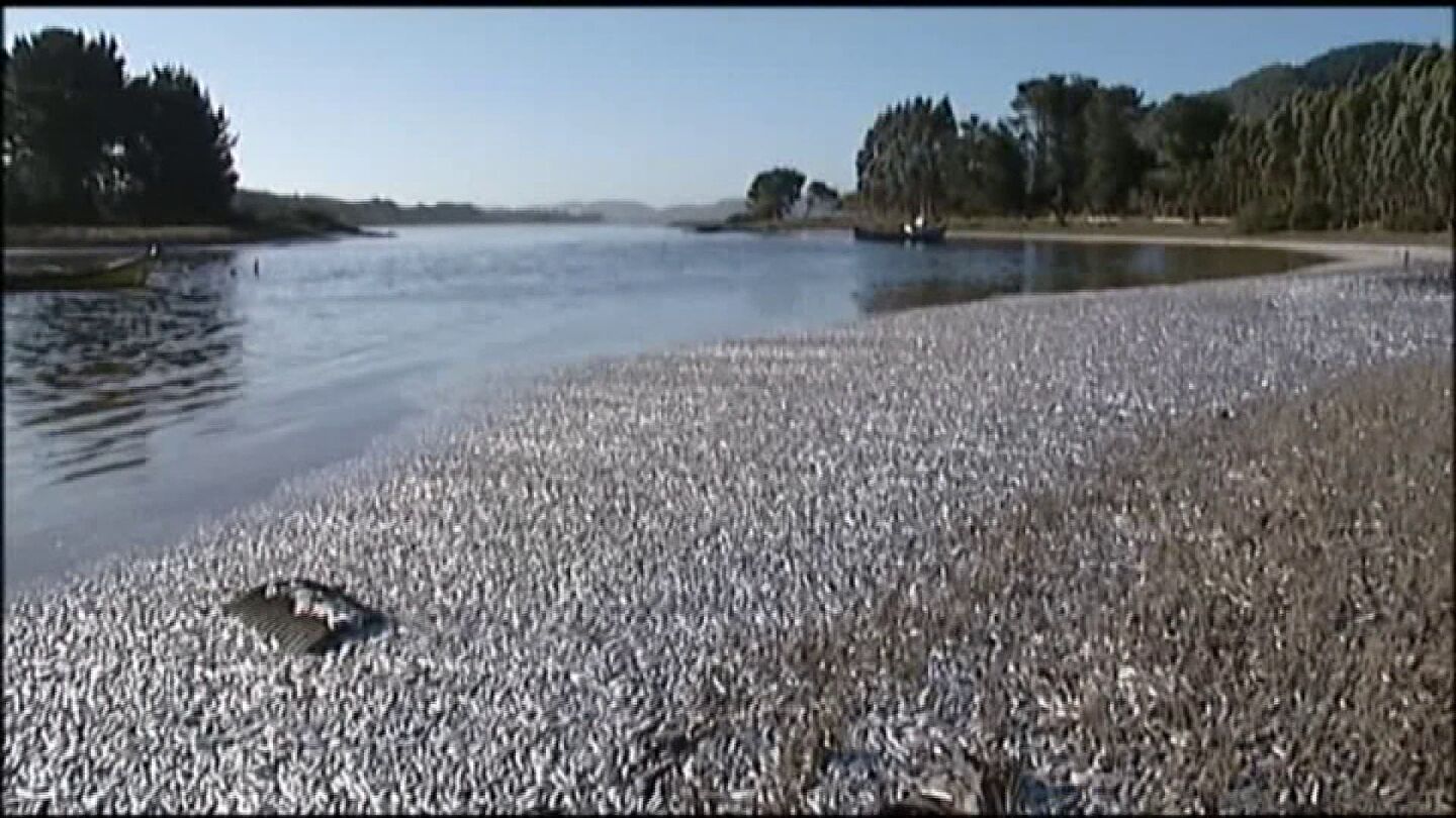 imagen de las 500 toneladas de sardinas varadas