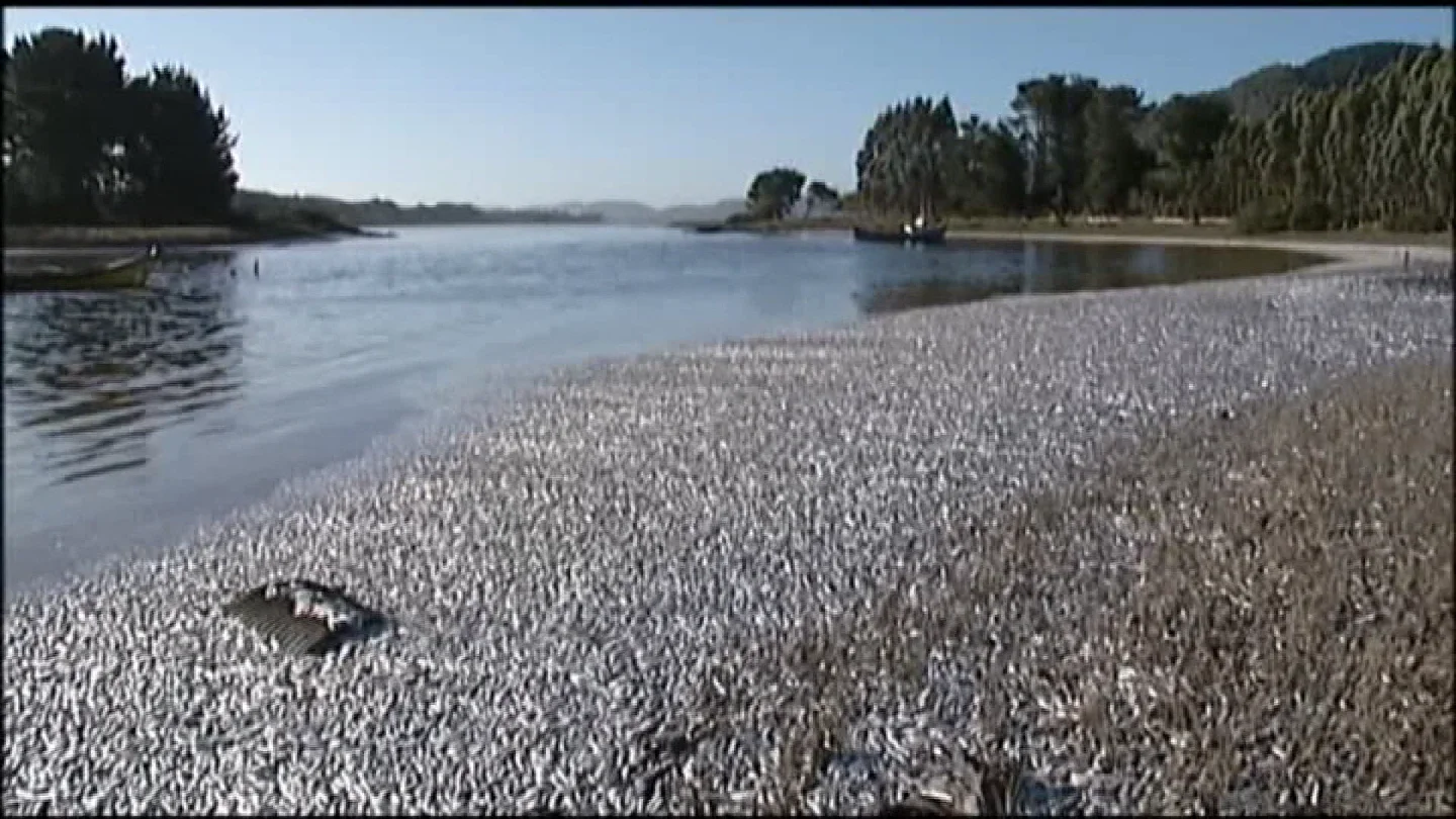 imagen de las 500 toneladas de sardinas varadas imagen de las 500 toneladas de sardinas varadas