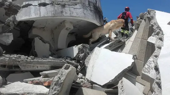 Dayko, el perro del terremoto de Ecuador Dayko, el perro del terremoto de Ecuador