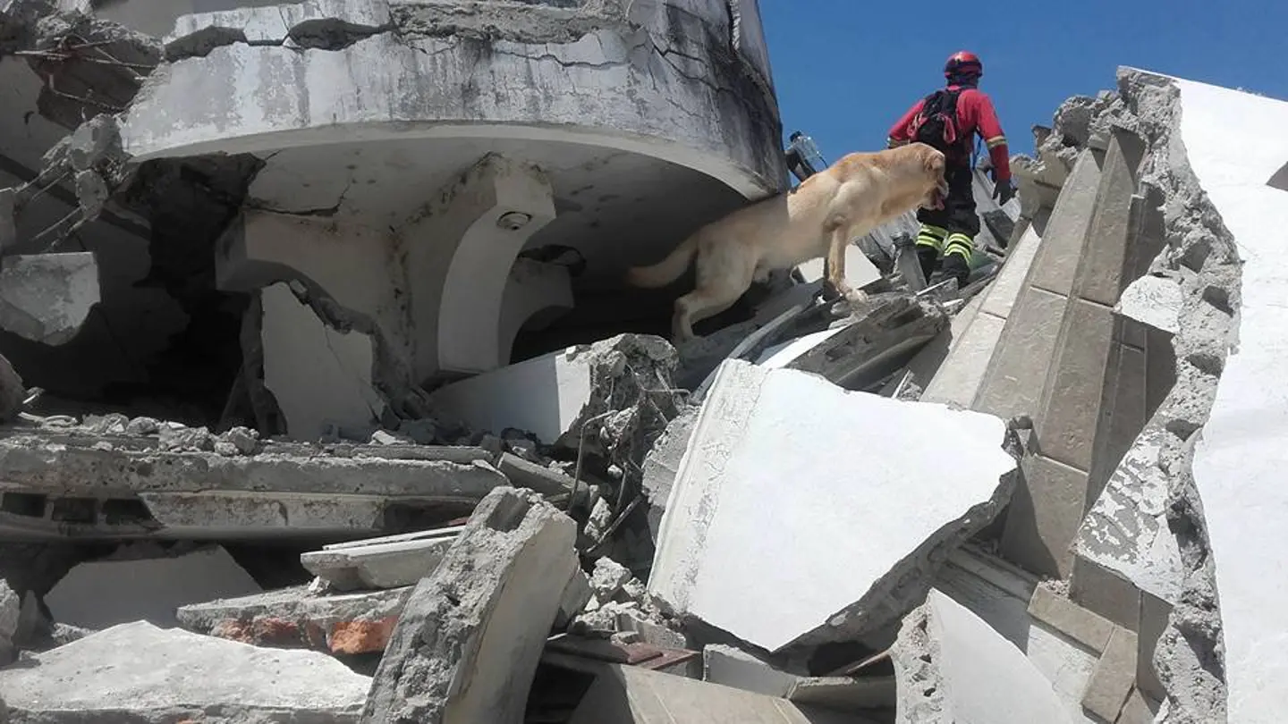 Dayko, el perro del terremoto de Ecuador Dayko, el perro del terremoto de Ecuador
