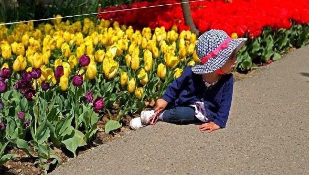 Una niña observa los tulipanes plantados en las calles de Teherán por un joven