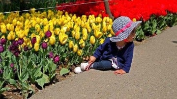 Una niña observa los tulipanes plantados en las calles de Teherán por un joven