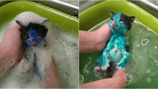 Pitufo y Shrek, cubiertos de tinta