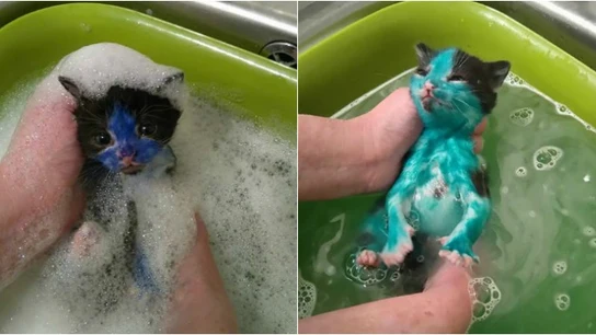 Pitufo y Shrek, cubiertos de tinta Pitufo y Shrek, cubiertos de tinta