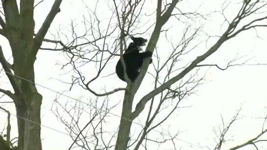 Imagen del oso en el &aacute;rbol