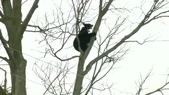 Imagen del oso en el árbol Imagen del oso en el árbol
