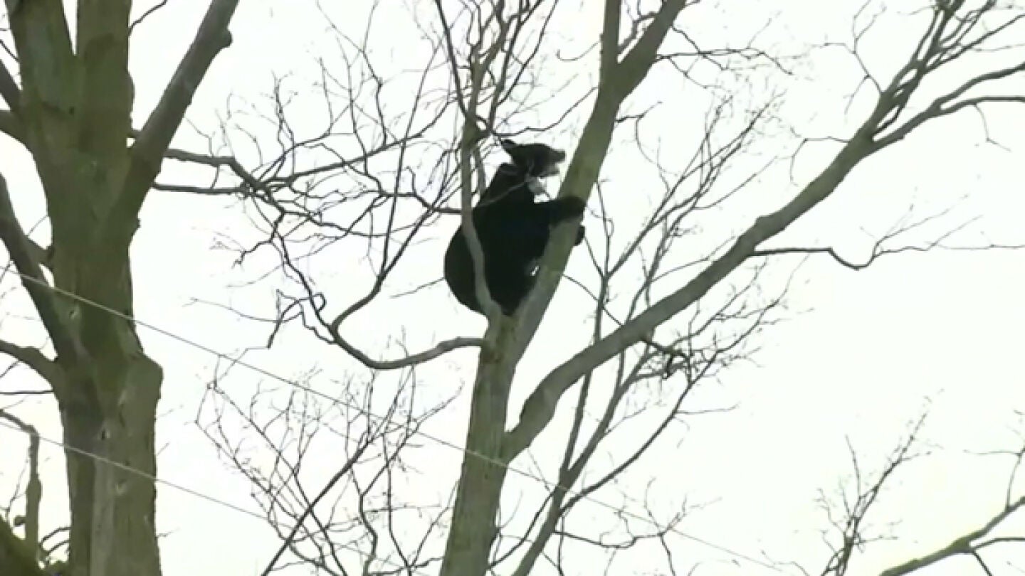 Imagen del oso en el &aacute;rbol