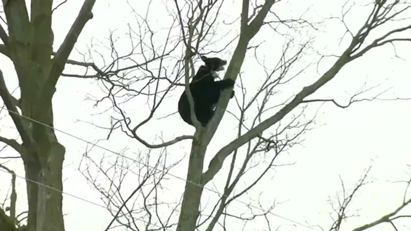 Imagen del oso en el árbol Imagen del oso en el árbol